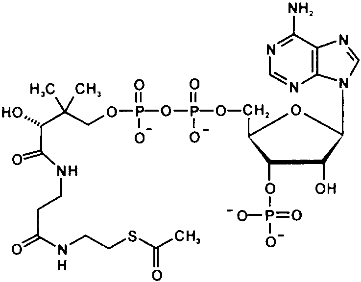 acetylcholinesterase